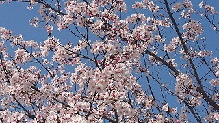 グラウンドの桜